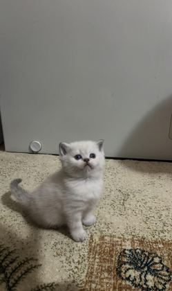 PAMUK ŞEKERLERİM BRİTİSH SHORTHAİR