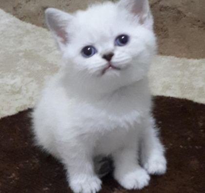 PAMUK ŞEKERLERİM BRİTİSH SHORTHAİR