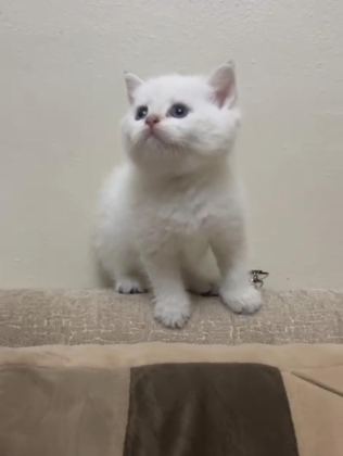 PAMUK ŞEKERLERİM BRİTİSH SHORTHAİR