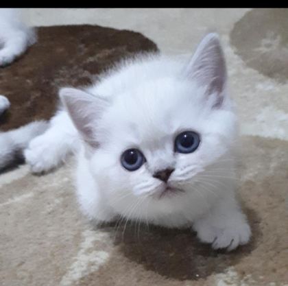PAMUK ŞEKERLERİM BRİTİSH SHORTHAİR