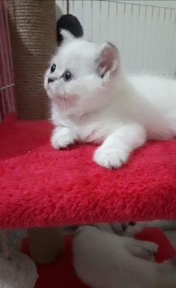 PAMUK ŞEKERLERİM BRİTİSH SHORTHAİR
