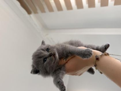 BEBEK KEDİLERİMİZ YENİ YUVASINI ARIYOR