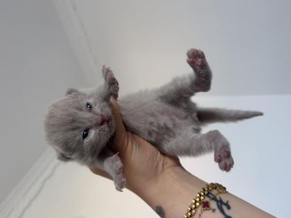 PAMUK ŞEKERLERİ KEDİLER YENİ YUVASINI ARIYOR