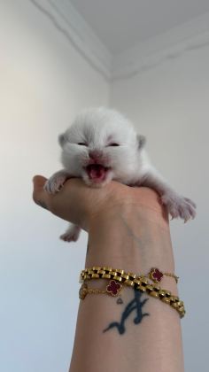 PAMUK ŞEKERLERİ KEDİLER YENİ YUVASINI ARIYOR