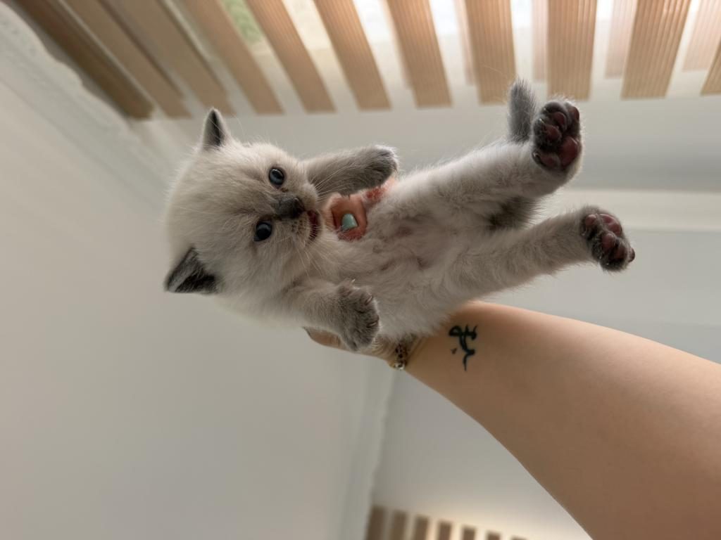 BEBEK KEDİLERİMİZ YENİ YUVASINI ARIYOR