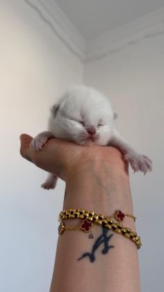 PAMUK ŞEKERLERİ KEDİLER YENİ YUVASINI ARIYOR