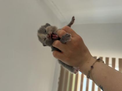 BEBEK KEDİLERİMİZ YENİ YUVASINI ARIYOR