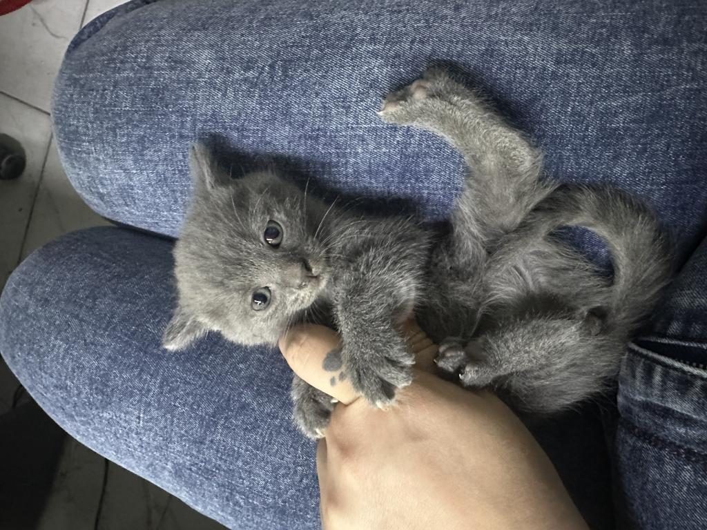 SEVECEN KEDİMİZE YUVA ARIYORUZ