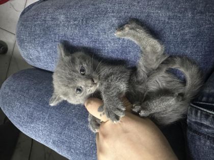 SEVECEN KEDİMİZE YUVA ARIYORUZ