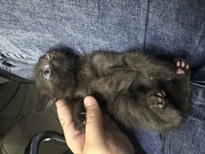 SEVECEN KEDİMİZE YUVA ARIYORUZ