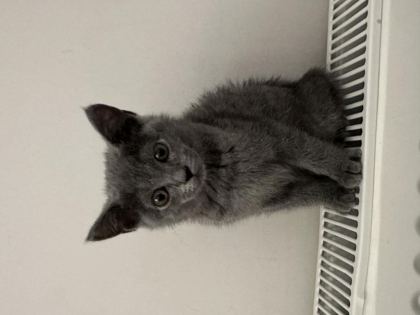 SEVECEN KEDİMİZE YUVA ARIYORUZ