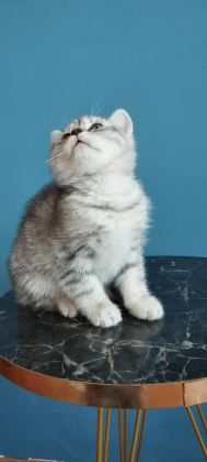 BRİTİSH SHORTHAİR TABBY ERKEK
