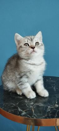 BRİTİSH SHORTHAİR TABBY ERKEK