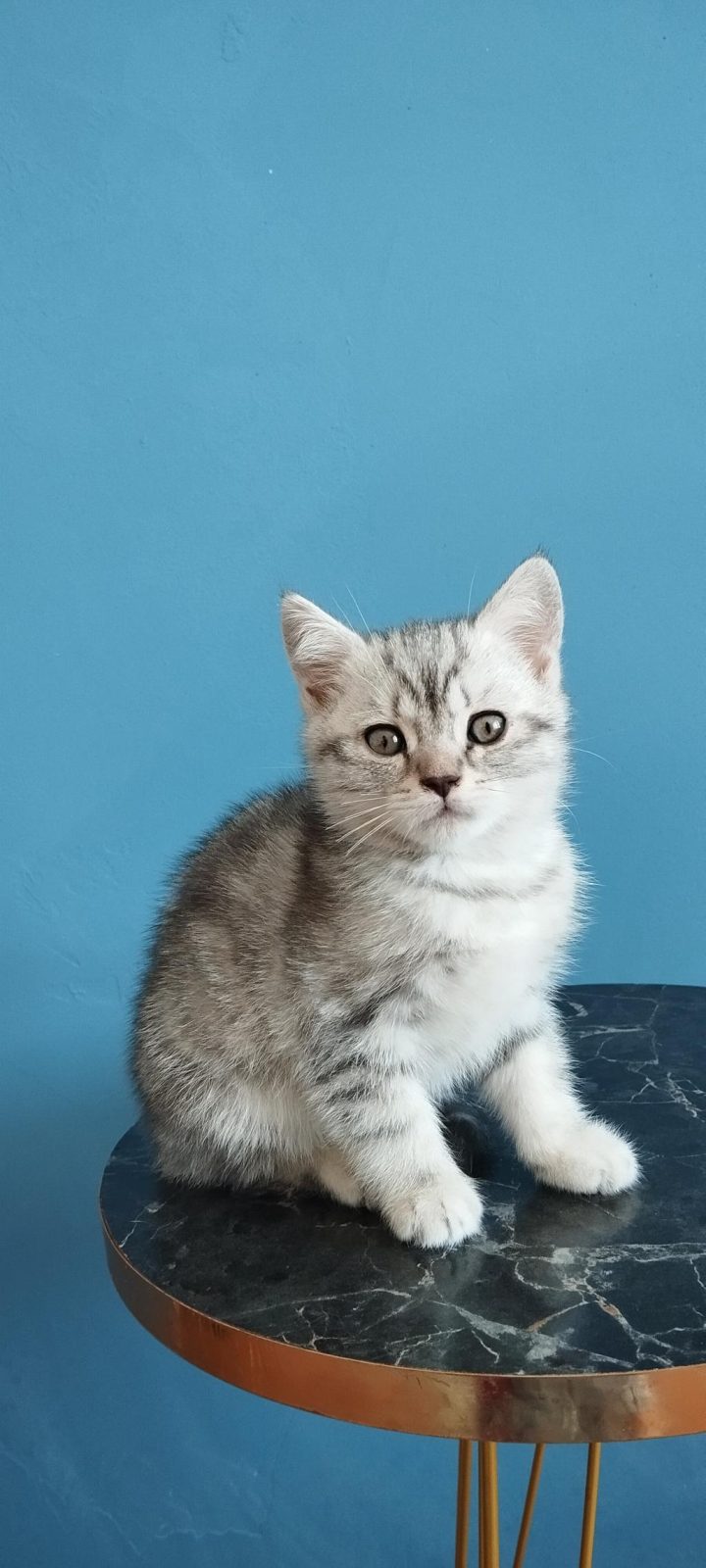 BRİTİSH SHORTHAİR TABBY ERKEK
