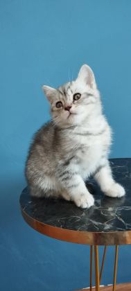 BRİTİSH SHORTHAİR TABBY ERKEK
