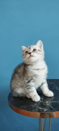 BRİTİSH SHORTHAİR TABBY ERKEK