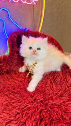 SAFKAN BRİTİSH SHORTHAİR VE SCOTTİSH FOLD YAVRULAR