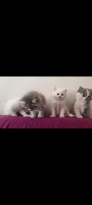 BRİTİSH SHORTHAİR ÜCRETLİ 81 ŞEHİRE GÖNDERİM