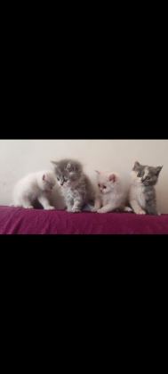 BRİTİSH SHORTHAİR ÜCRETLİ 81 ŞEHİRE GÖNDERİM