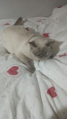 ÜCRETSİZ SAHİPLENDİRİLECEK KEDİMİZ
