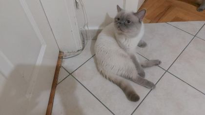 ÜCRETSİZ SAHİPLENDİRİLECEK KEDİMİZ
