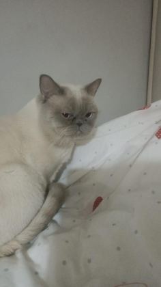 ÜCRETSİZ SAHİPLENDİRİLECEK KEDİMİZ
