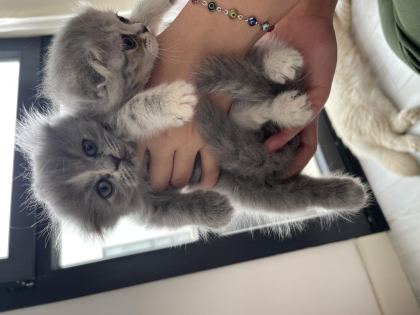 GRİ BRİTİSH KEDİLER
