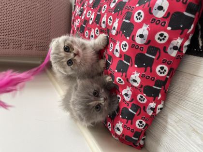 GRİ BRİTİSH KEDİLER