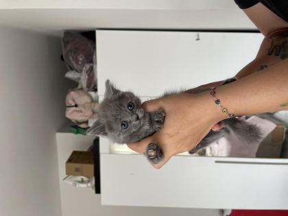 GRİ BRİTİSH KEDİLER