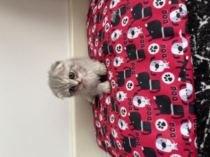 GRİ BRİTİSH KEDİLER