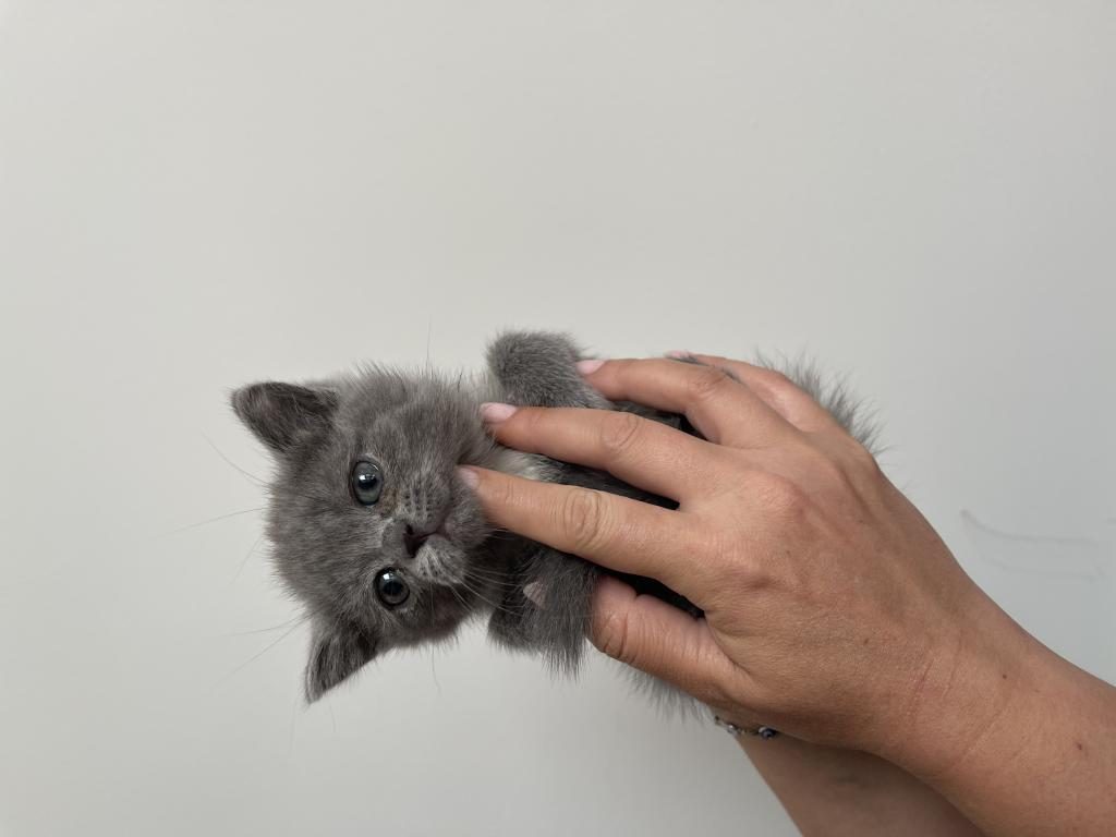 GRİ BRİTİSH KEDİLER