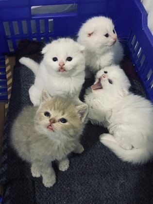 2 AYLIK KEDİLER TUVALET EĞİTİMİ VAR