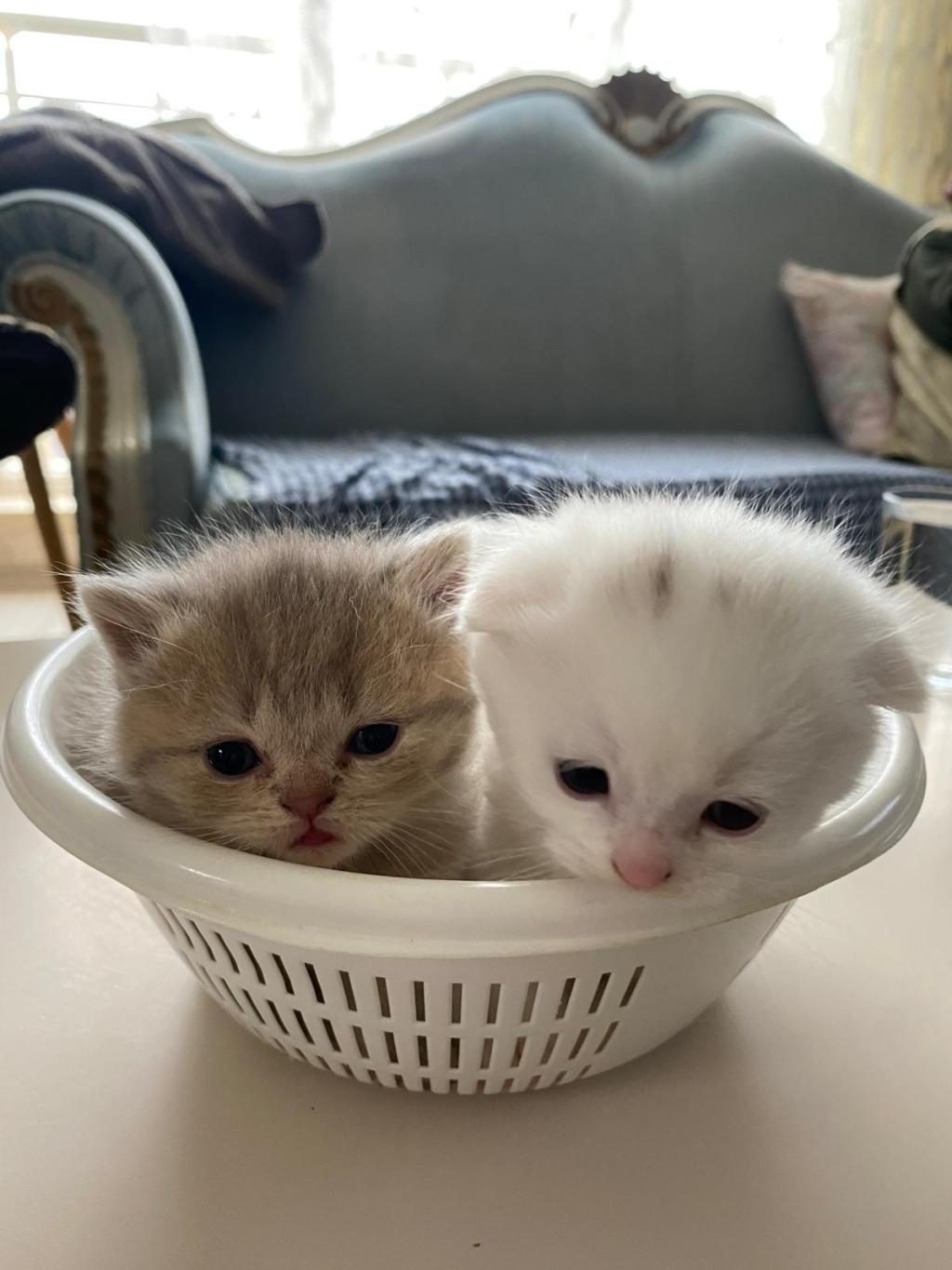 2 AYLIK KEDİLER TUVALET EĞİTİMİ VAR