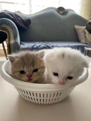 2 AYLIK KEDİLER TUVALET EĞİTİMİ VAR