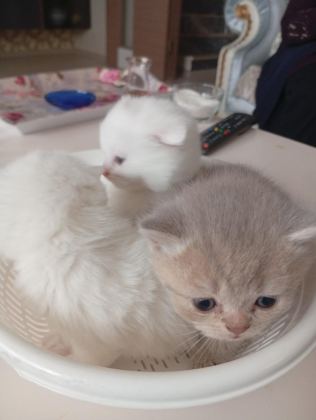 2 AYLIK KEDİLER TUVALET EĞİTİMİ VAR