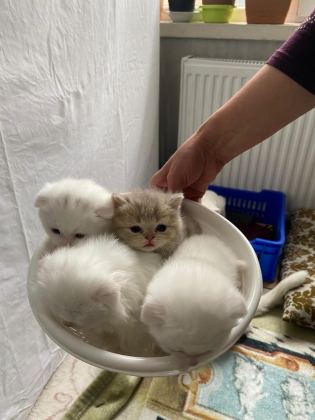 2 AYLIK KEDİLER TUVALET EĞİTİMİ VAR