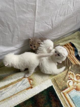 2 AYLIK KEDİLER TUVALET EĞİTİMİ VAR