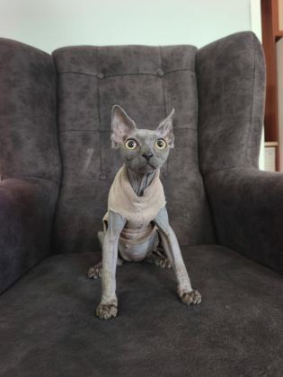 SFENKS KEDİLER