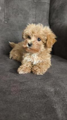 MALTİPOO BEBEKLER