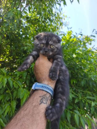 BRİTİSH KEDİLER