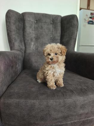 MALTİPOO BEBEKLER