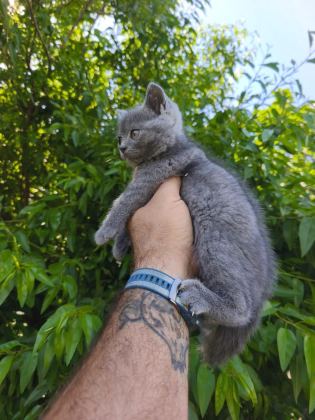BRİTİSH KEDİLER