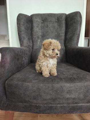 MALTİPOO BEBEKLER