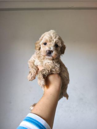 MALTİPOO BEBEKLER
