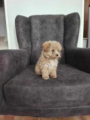 MALTİPOO BEBEKLER
