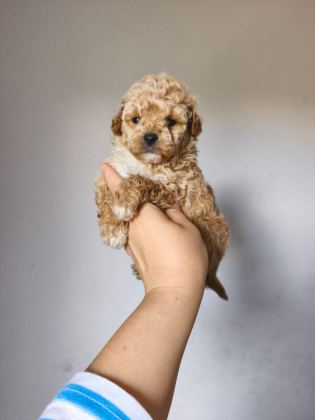 MALTİPOO BEBEKLER