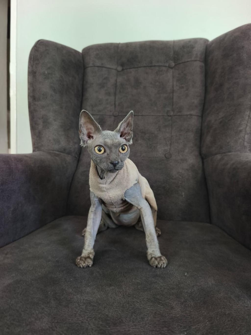 SFENKS KEDİLER