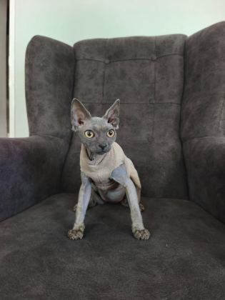 SFENKS KEDİLER
