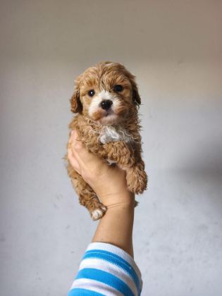 MALTİPOO BEBEKLER