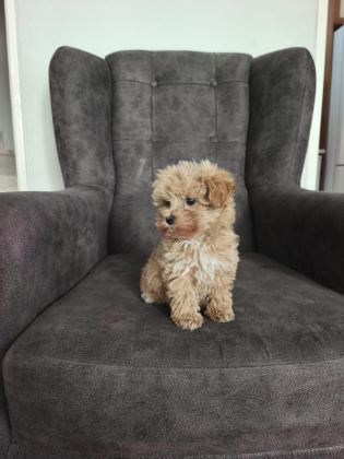 MALTİPOO BEBEKLER